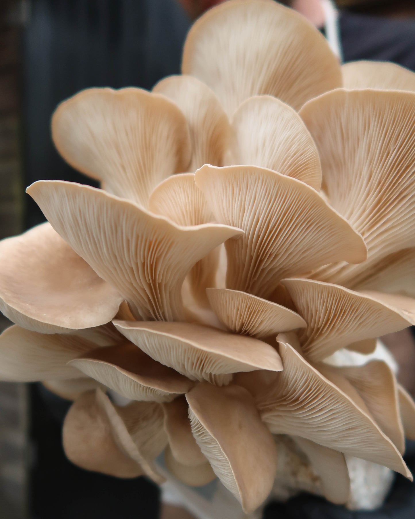 Black Pearl Oyster punnet