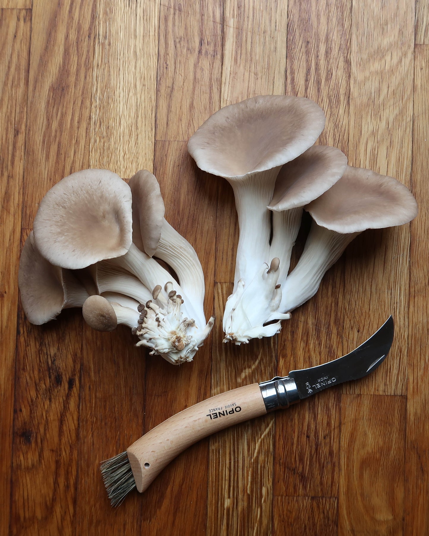 Black Pearl Oyster punnet