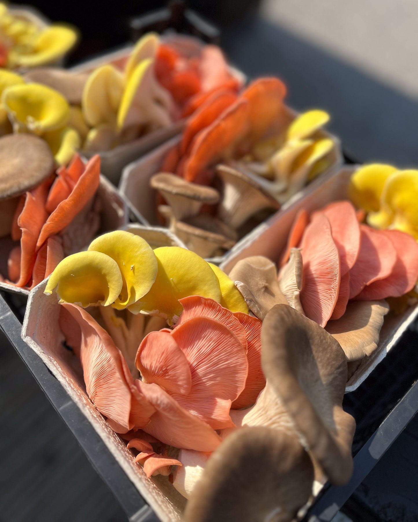 Mixed Mushroom Punnets - a selection of our freshest fungi