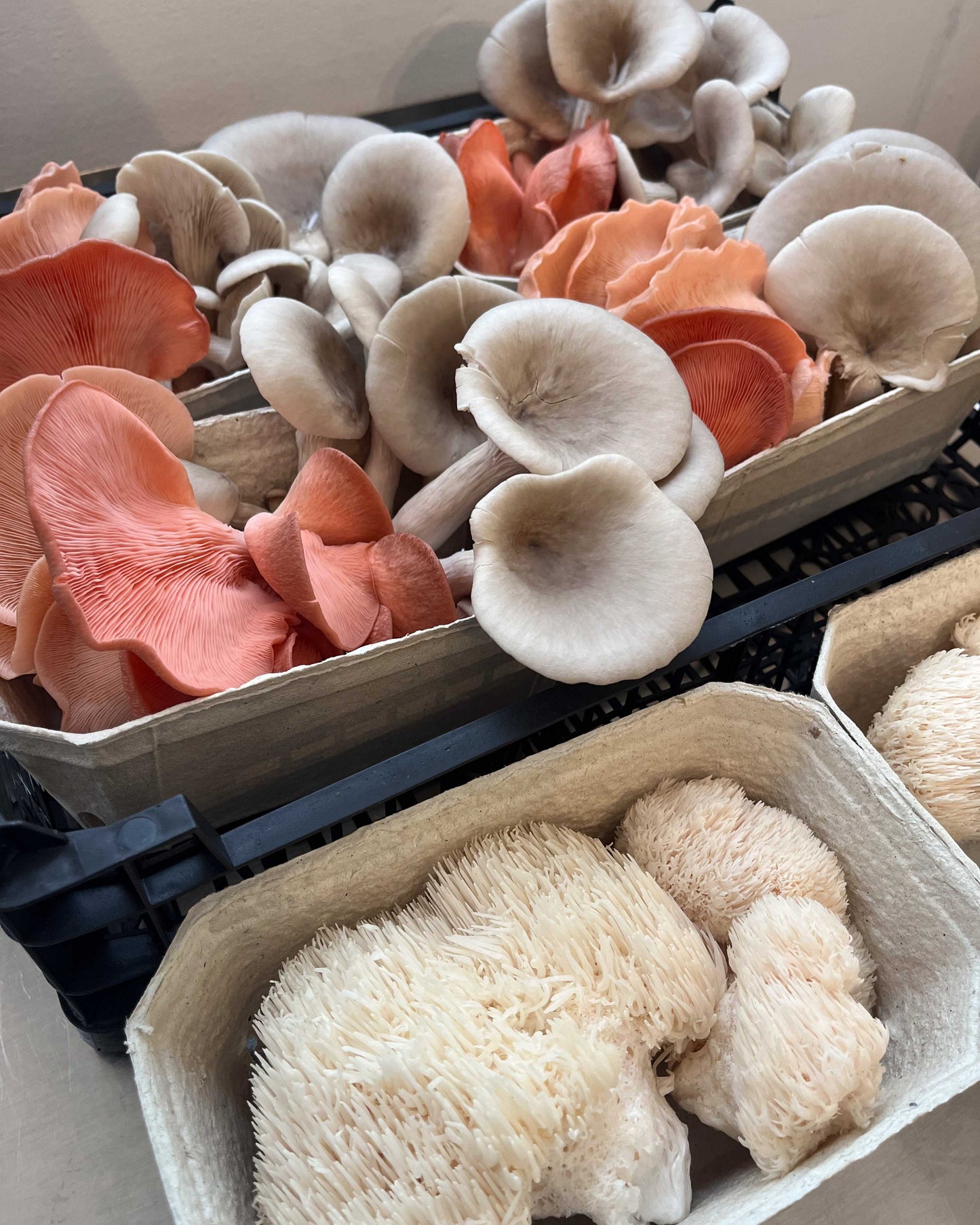 Mixed Mushroom Punnets - a selection of our freshest fungi