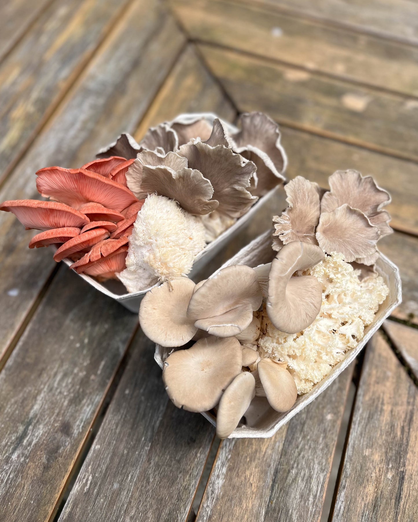 Mixed Mushroom Punnets - a selection of our freshest fungi