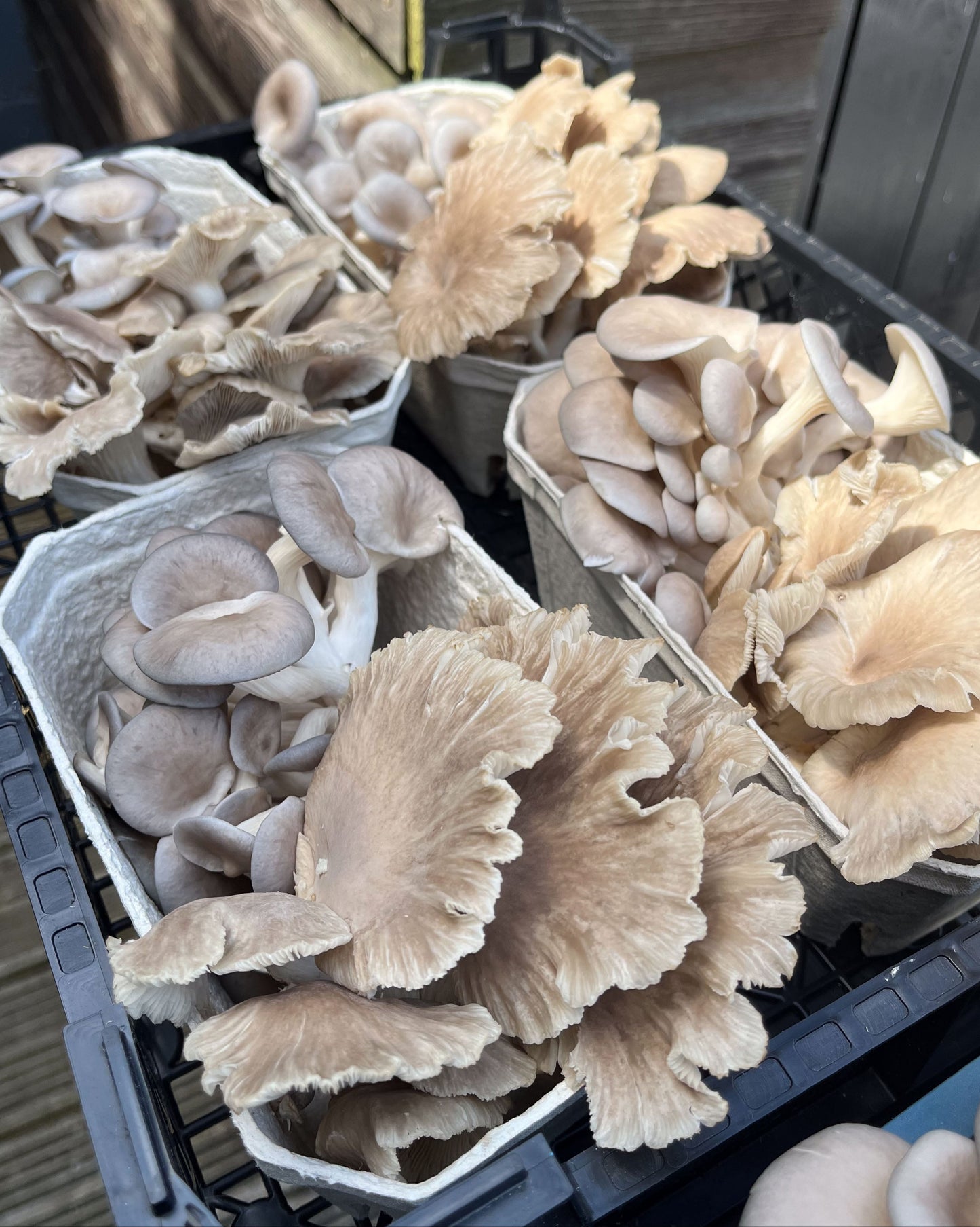 Mixed Mushroom Punnets - a selection of our freshest fungi