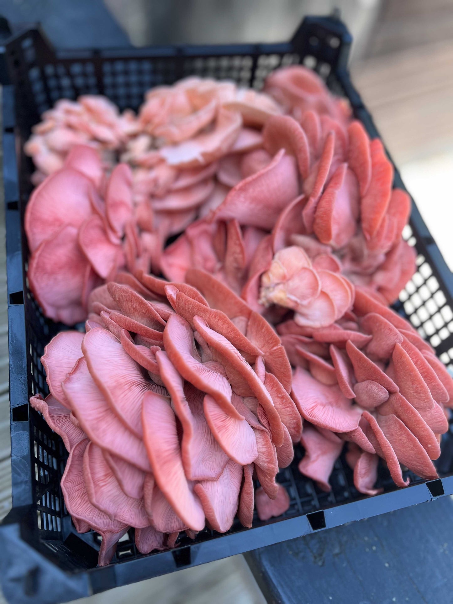 Pink Oyster punnet