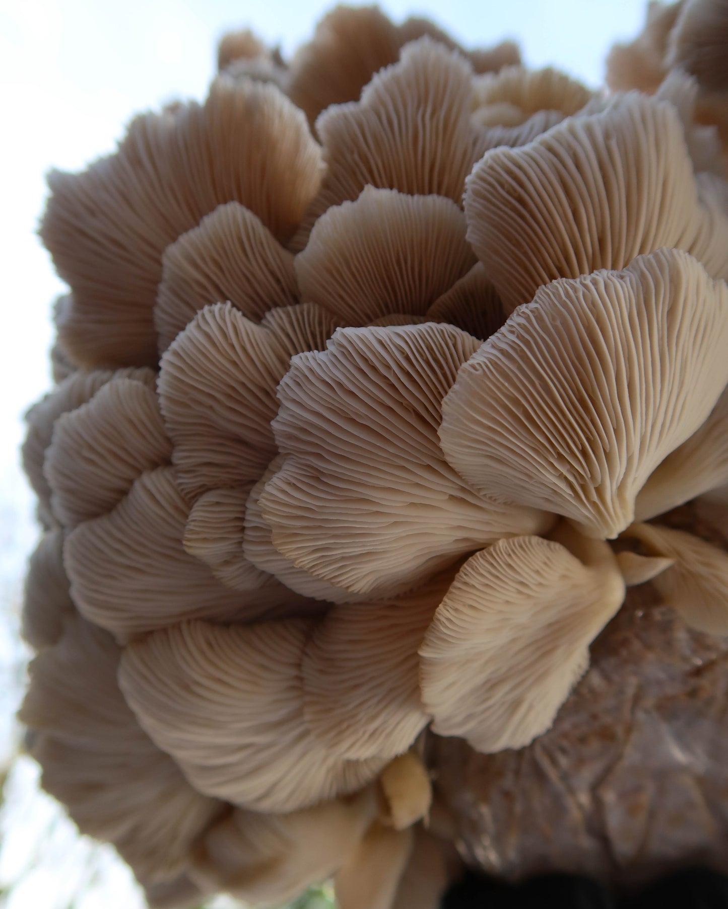 Summer Oyster punnet