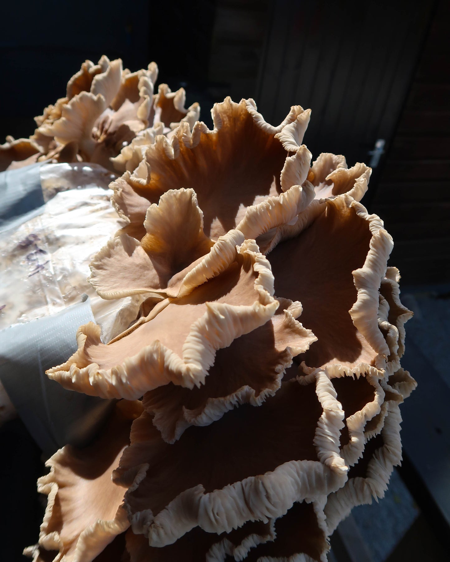 Summer Oyster punnet