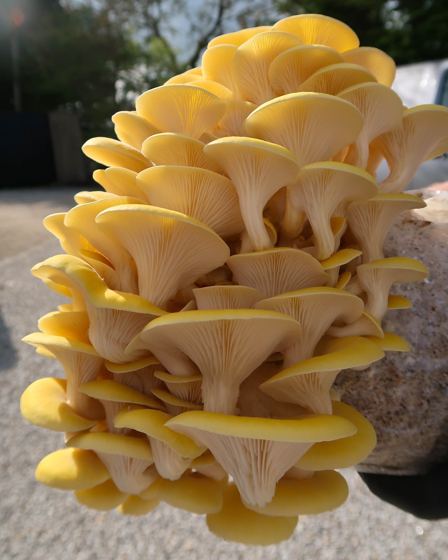 Yellow Oyster punnet