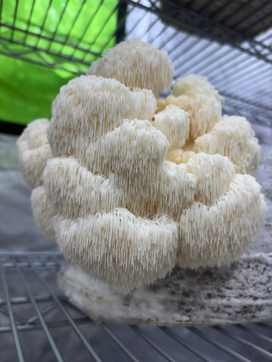 Dried Fal Fungi - Lion's Mane Florets 30g