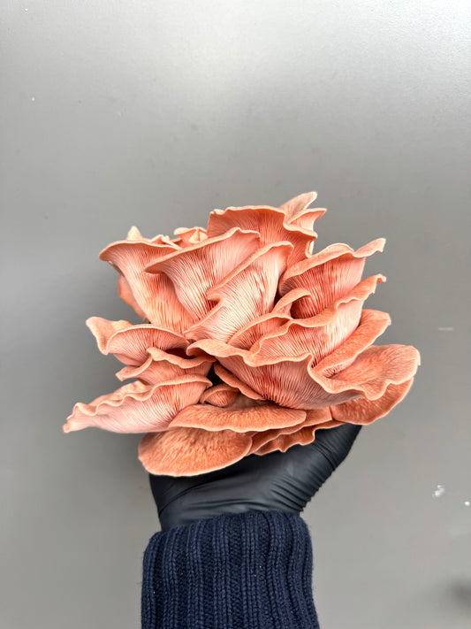 Dried Fal Fungi - Mixed Oyster Mushrooms 30g