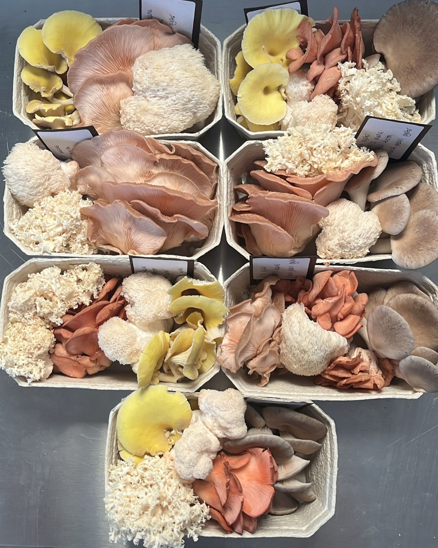 Mixed Mushroom Punnets - a selection of our freshest fungi