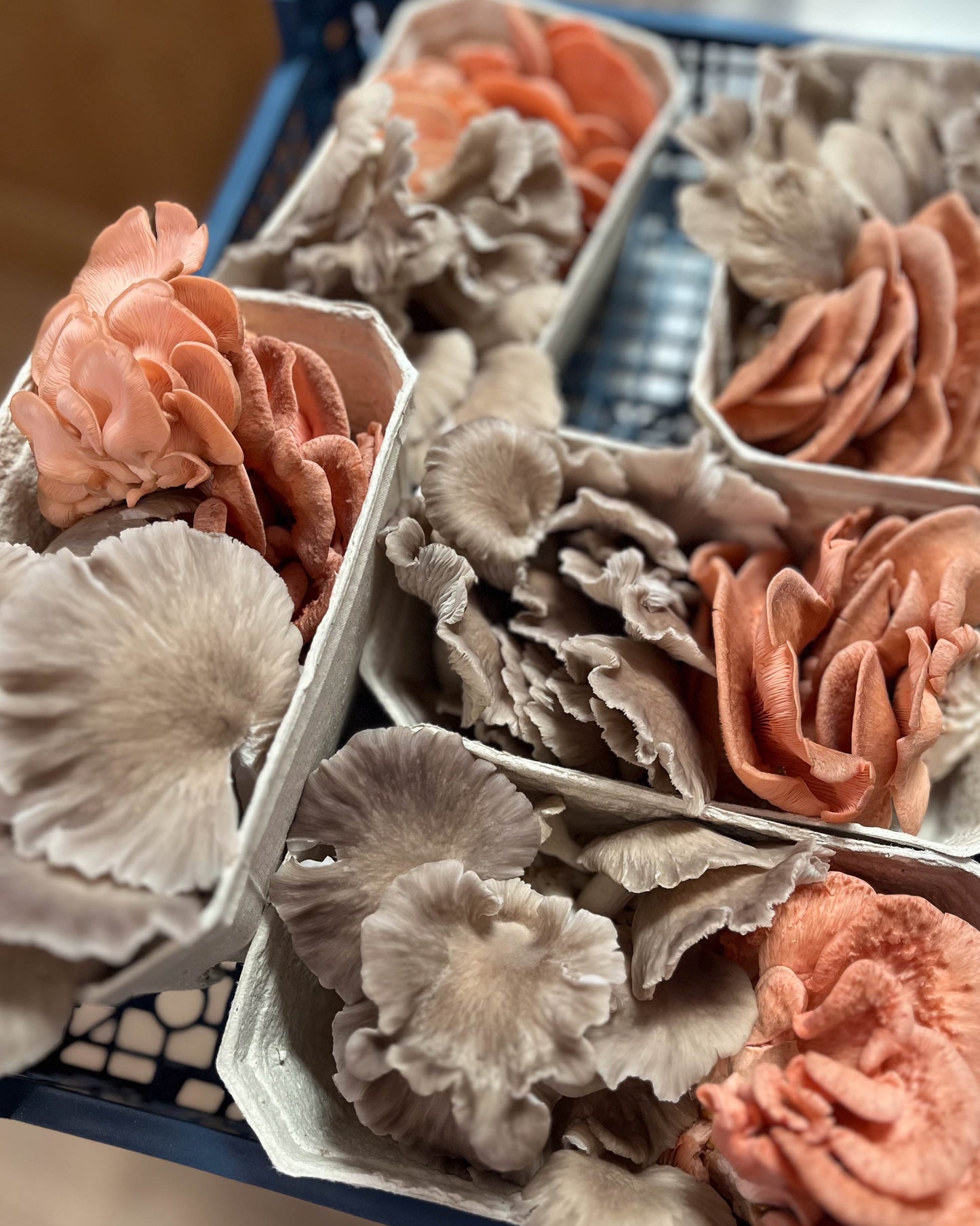 Mixed Mushroom Punnets - a selection of our freshest fungi
