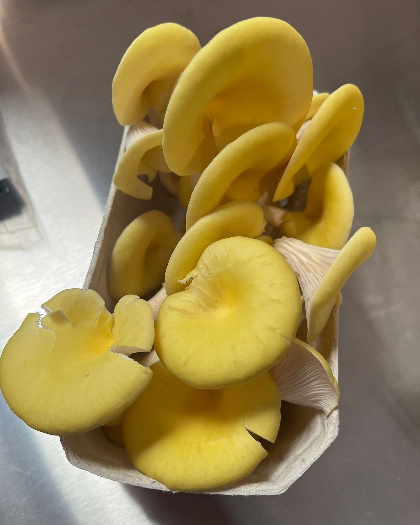 Yellow Oyster punnet