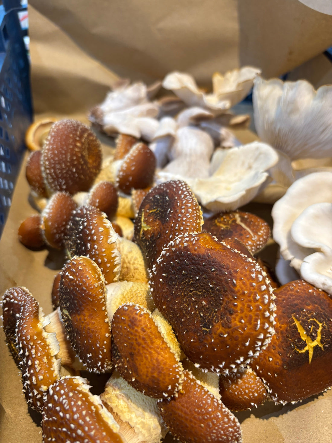 The Easiest Mushroom Pâté Ever