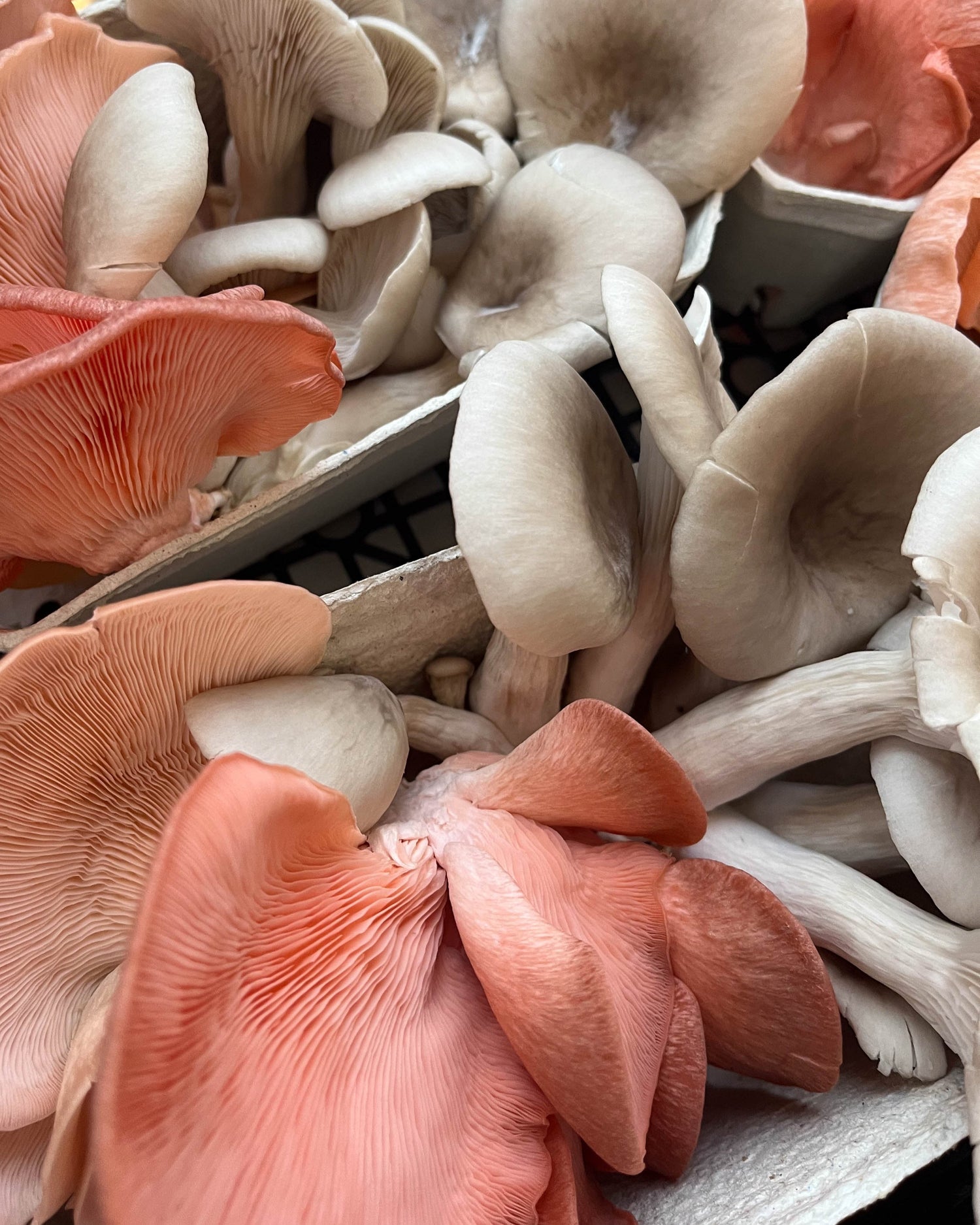 Fresh Fungi