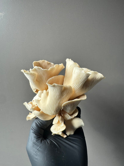 Dried Fal Fungi - Mixed Oyster Mushrooms 30g