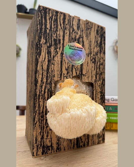 Lion's Mane Grow Kit