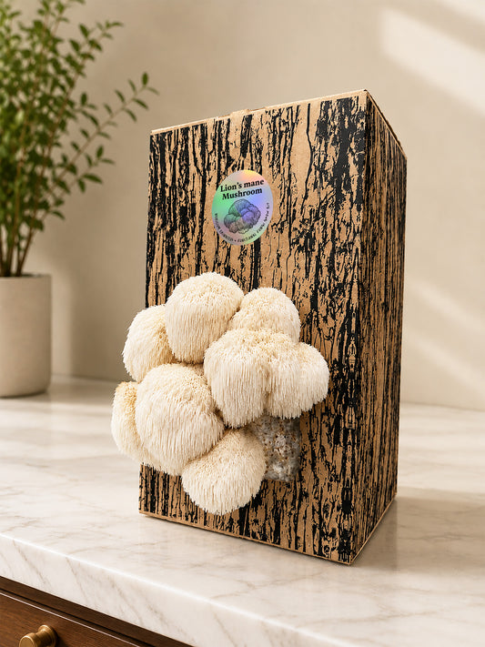 Lion's Mane Grow Kit
