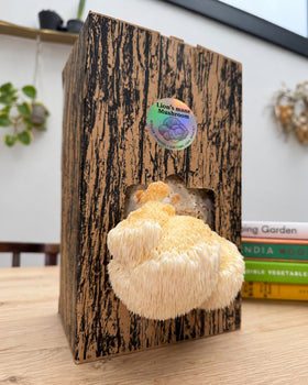 Falfungi Lion’s Mane grow kit producing a white Lion’s Mane mushroom