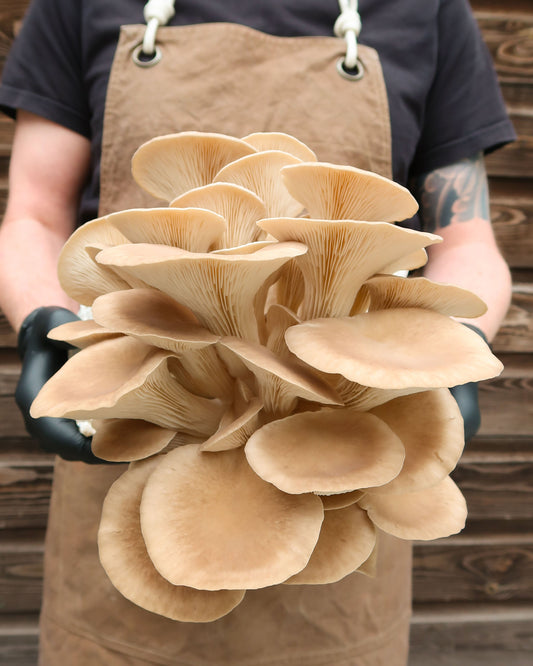Black Pearl Oyster punnet