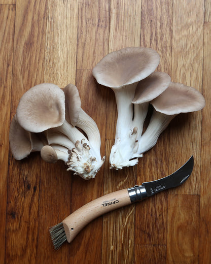 Black Pearl Oyster punnet