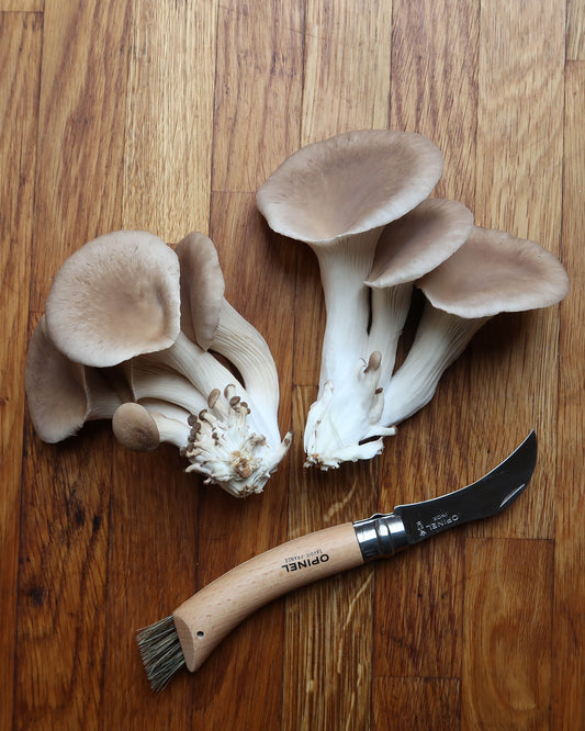 Black Pearl Oyster punnet
