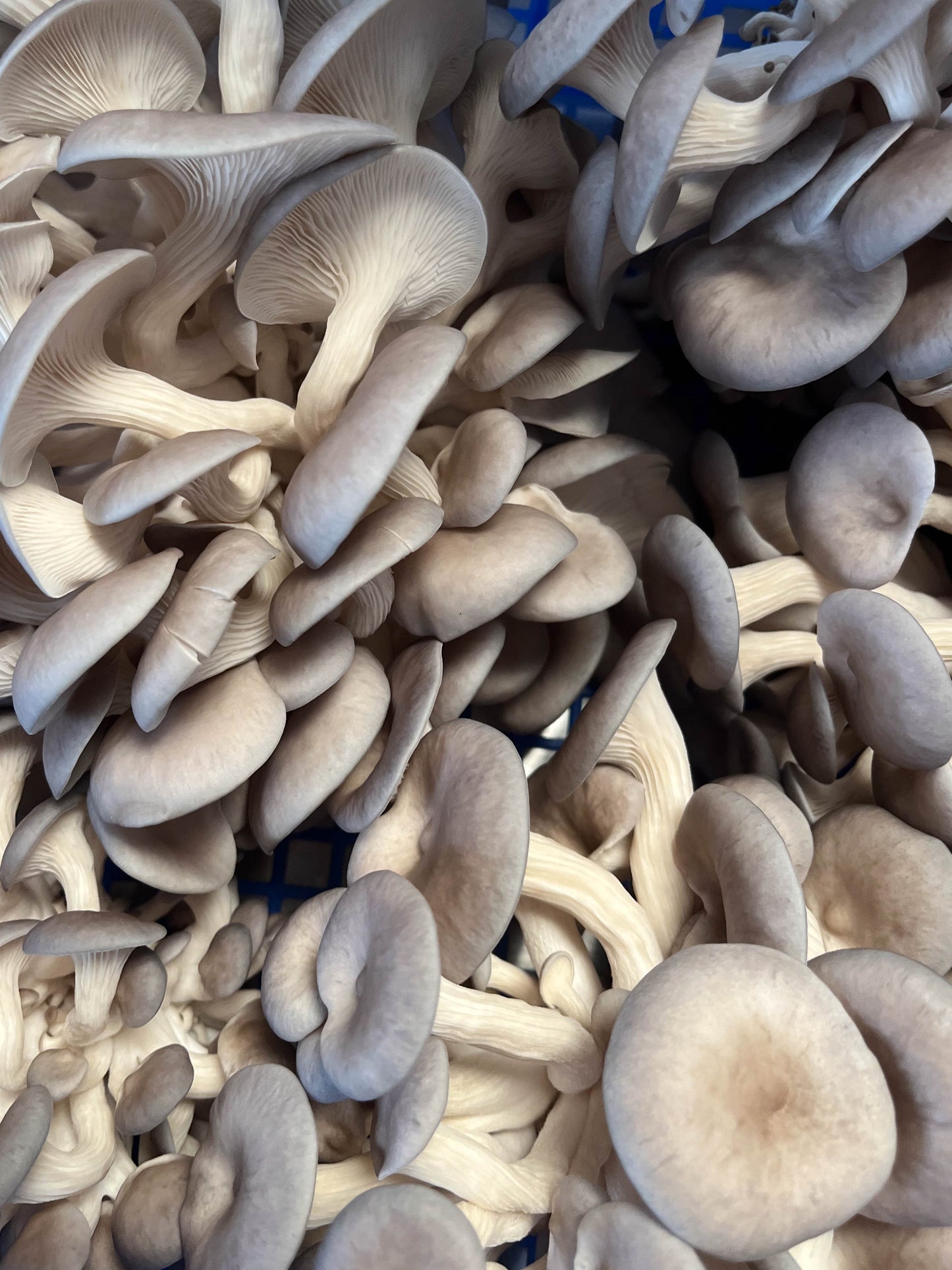 Blue/Grey Oyster punnet