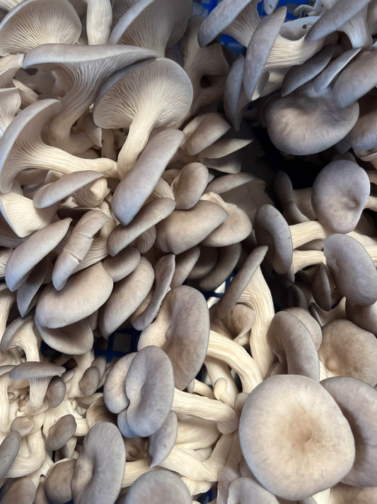 Blue/Grey Oyster punnet