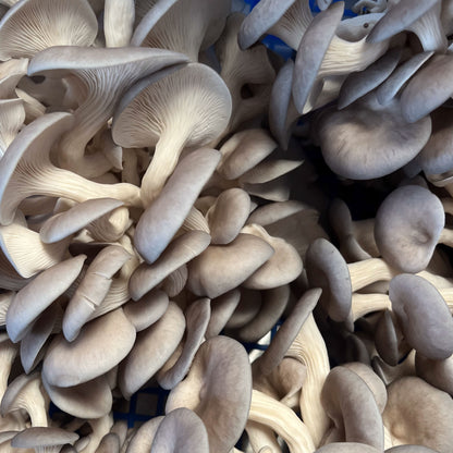 Oyster Mushroom 1:4 Triple Extract Tincture