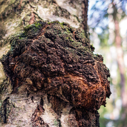 Chaga growing on a birch tree