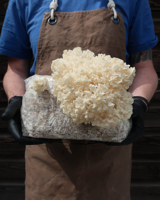 Coral Tooth punnet