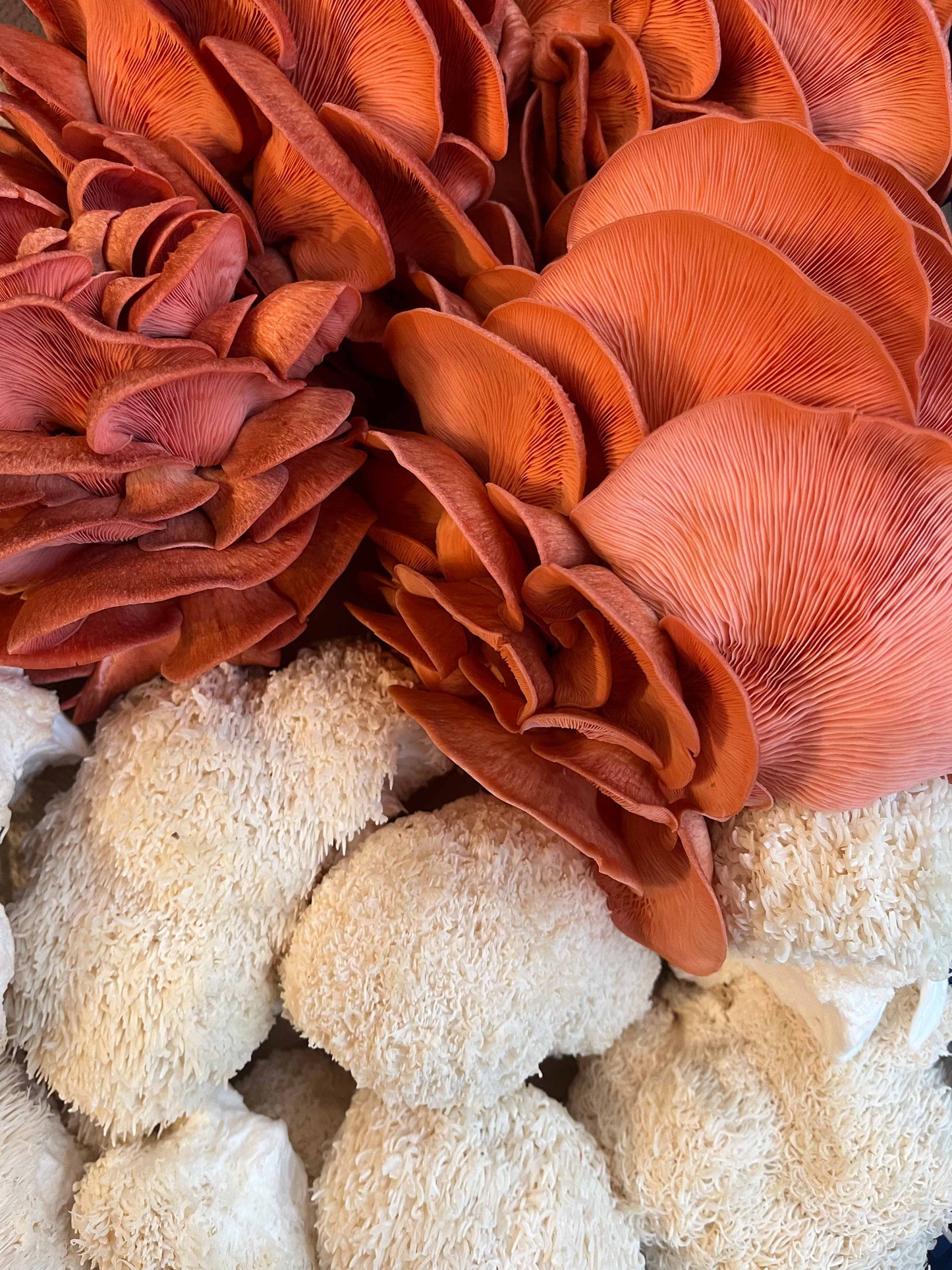 Pink Oyster punnet