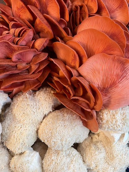 Pink Oyster punnet