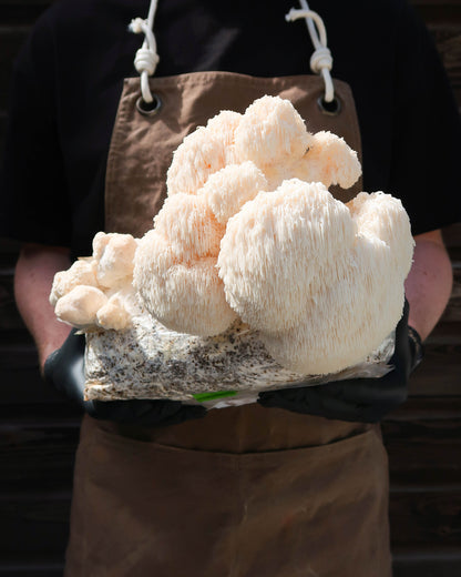 Lion's Mane punnet