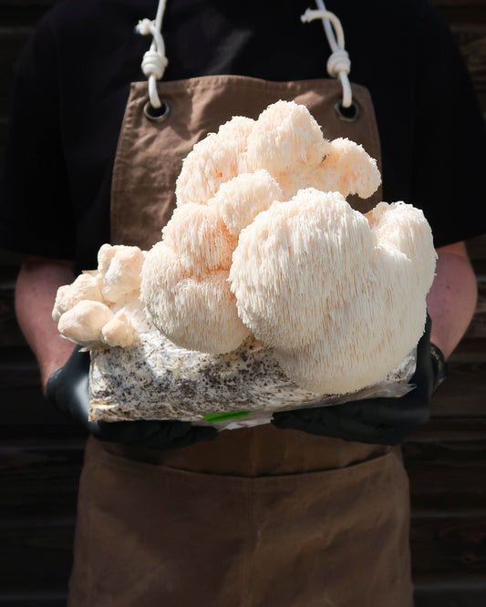 Lion's Mane punnet