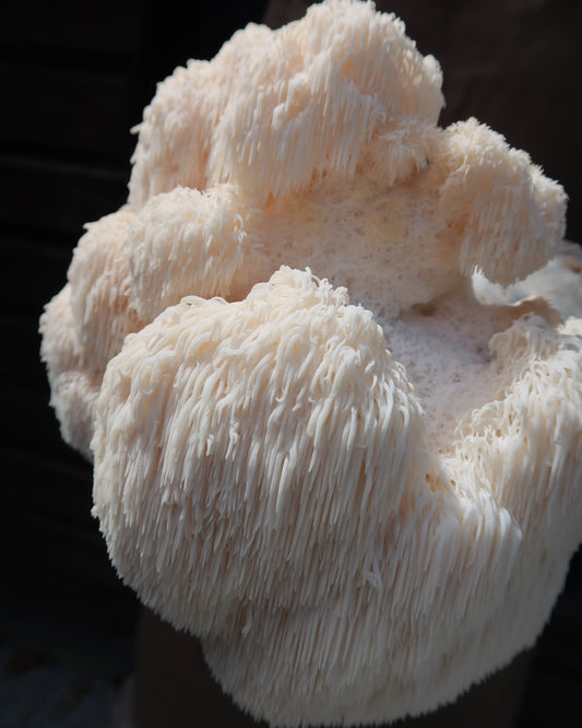 Lion's Mane punnet