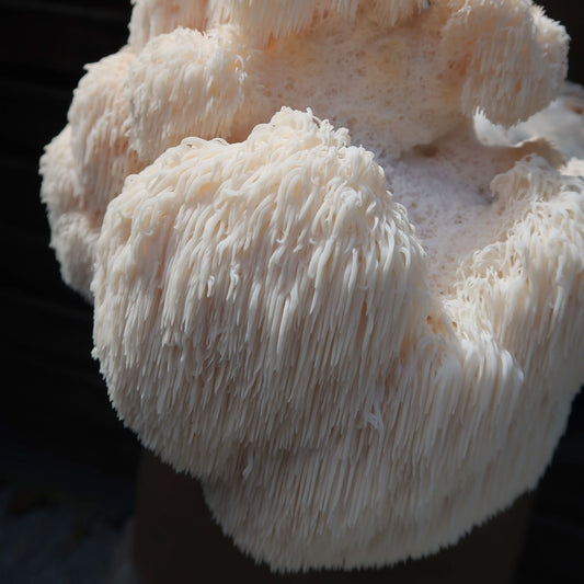 Close-up of a white Lion’s Mane mushroom