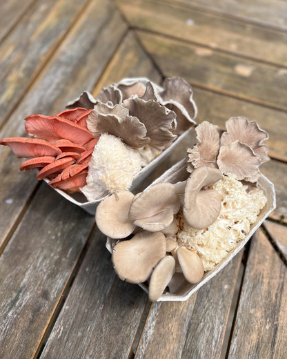 Mixed Mushroom Punnets - a selection of our freshest fungi
