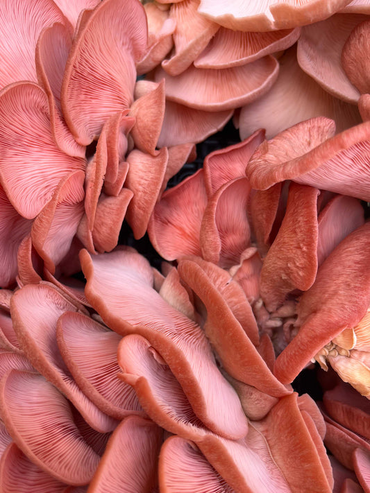 Pink Oyster punnet