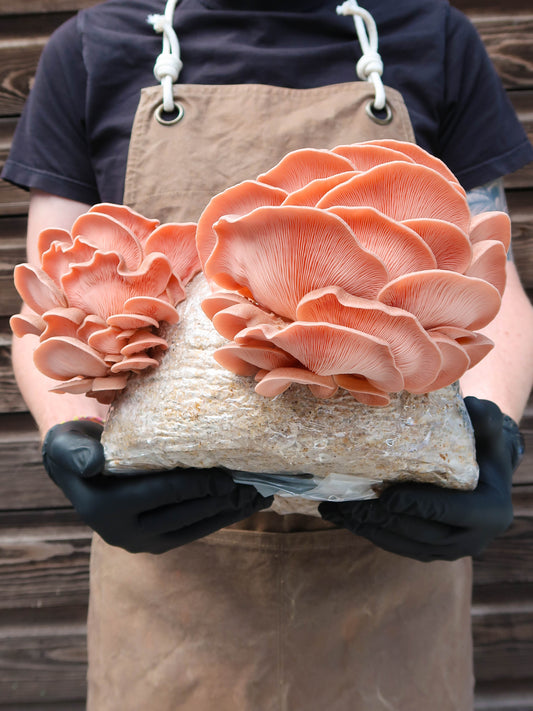 Pink Oyster punnet