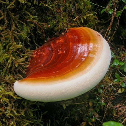 Reishi 1:4 Triple Extract Tincture