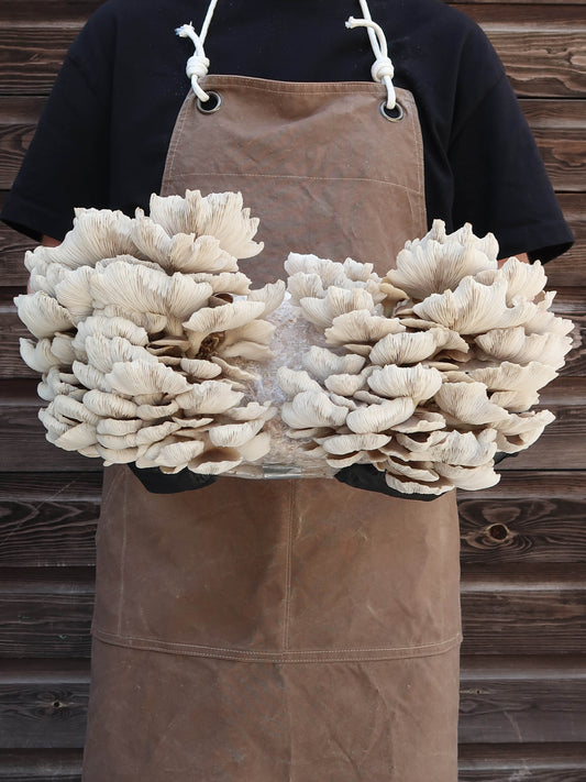 Summer Oyster punnet