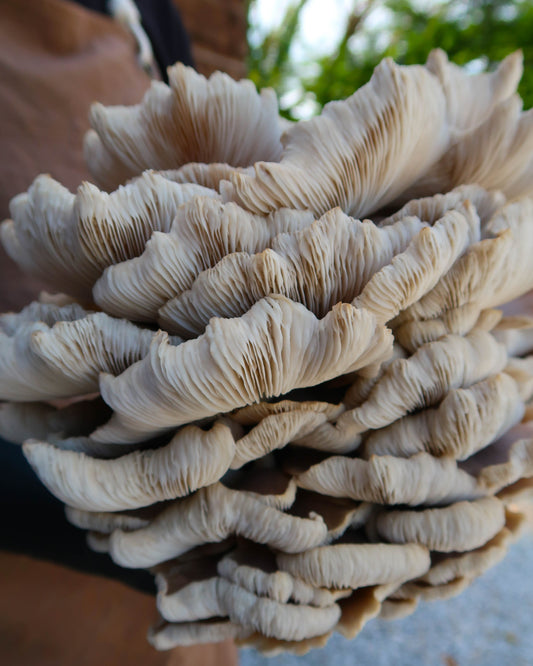 Summer Oyster punnet