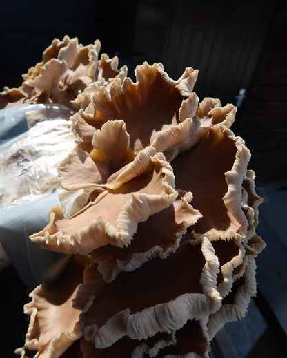 Summer Oyster punnet