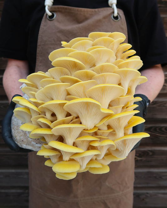 Yellow Oyster punnet