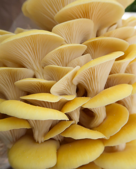 Yellow Oyster punnet