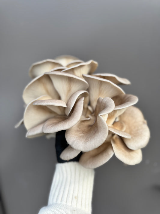 Cornish Mushroom Sea Salt Umami no 3: Myska 65g