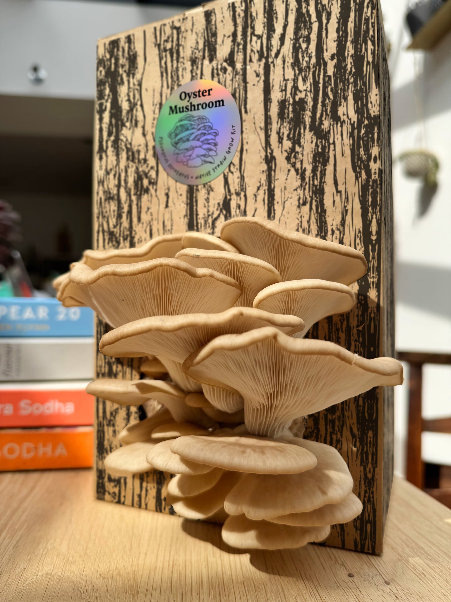 Native Oyster Mushroom Grow Kit