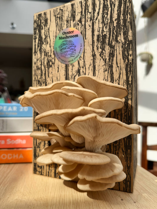 Native Oyster Mushroom Grow Kit