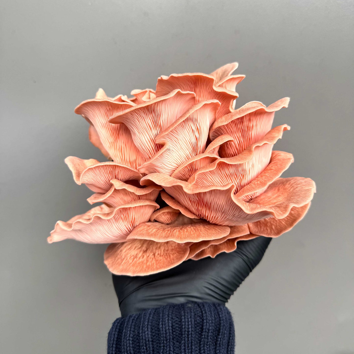 Falfungi gift card