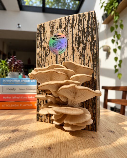 Native Oyster Grow Kit