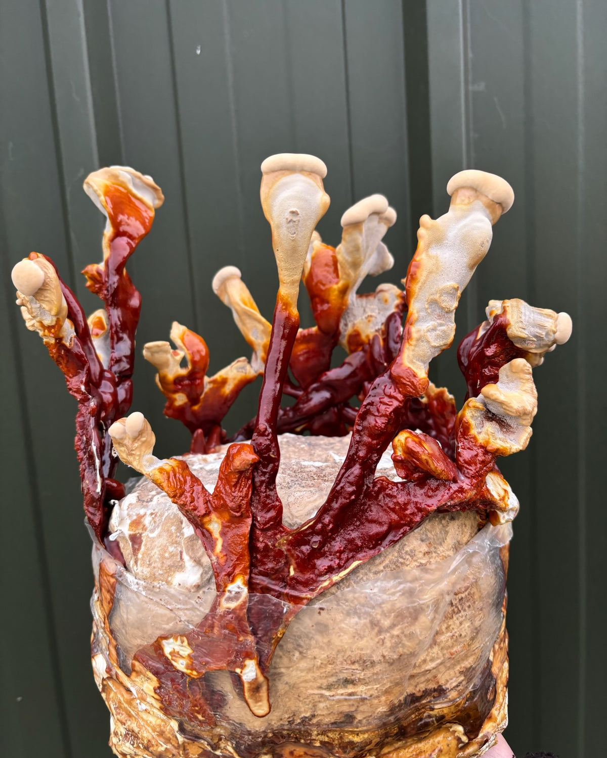 Reishi mushrooms growing from a cultivation block
